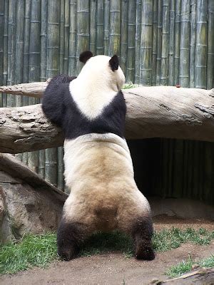 pandaporner|Panda pornography .